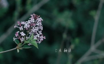 幼儿园三月安全工作总结8篇