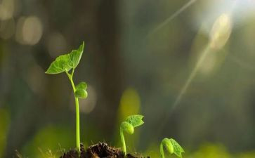 母爱的守护作文8篇