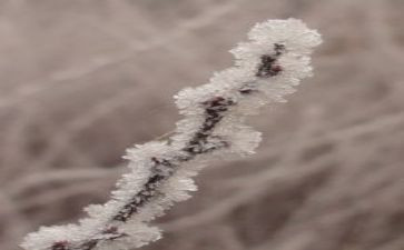 霜的工作读后感参考6篇