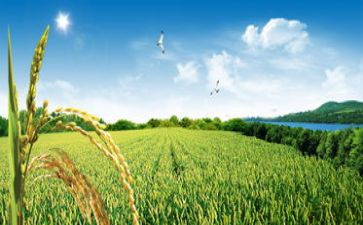 ?w麦田里的守望者读后感600字7篇