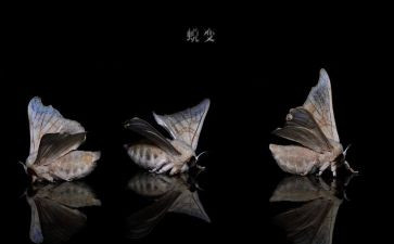 成长与蜕变作文800字最新8篇