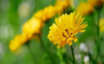 托物言志作文800字优质8篇