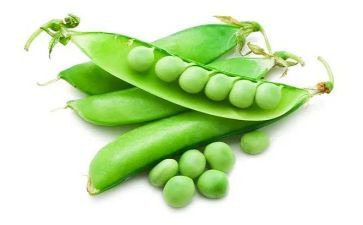 小豌豆的读后感7篇