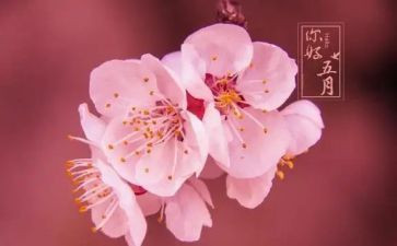 中班五月份月工作计划6篇