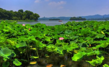 夏季防溺水的演讲稿模板7篇