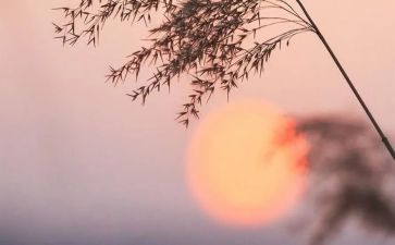 读骆驼驼祥子的读后感推荐8篇