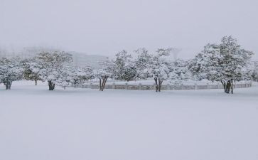 下雪了语言课教案5篇