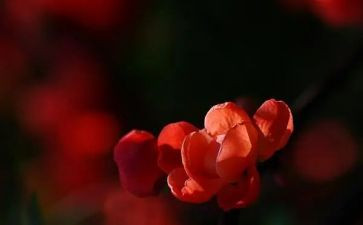 写自己的心声的作文6篇