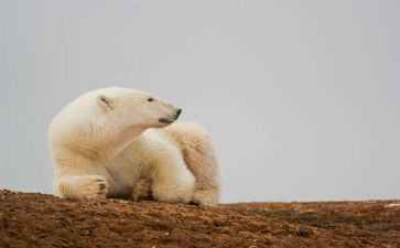 幼儿园《小熊过桥》教案5篇