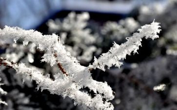 我爱雪作文600字8篇