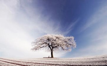 写雪天的作文300字8篇