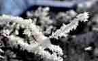 《雪》读后感500字参考6篇