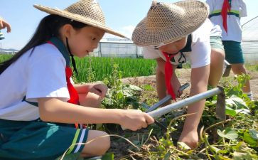 小学农村教师教师述职报告范文6篇