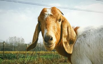 关于羊的科学教案最新6篇