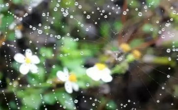 雨的故事作文通用6篇