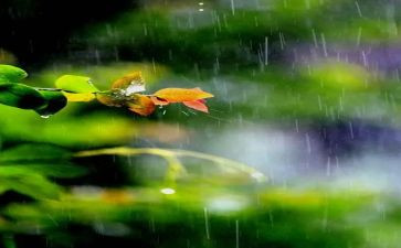 雨的故事作文精选7篇
