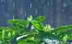 关于雷雨的作文模板8篇