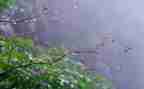 关于雨的作文优质7篇