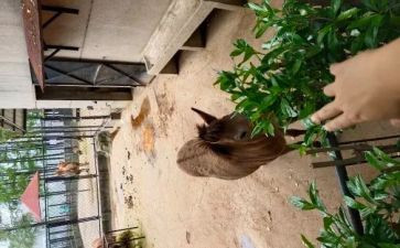 幼儿园园物工作计划8篇