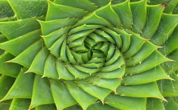 植物作文推荐5篇