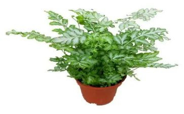 写植物作文400字精选7篇