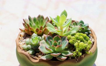 植物作文模板8篇