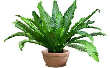 班级的植物角作文8篇