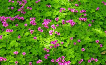 描写植物的作文400字7篇