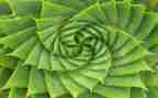 植物系演讲稿8篇